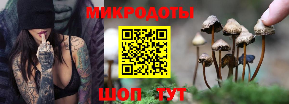 Новозыбков  Галлюциногенные грибы Psilocybine cubensis  Вход с VPN 